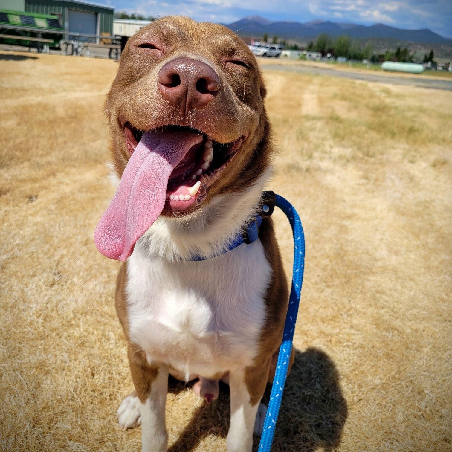 Happy, adoptable, Adult Male Shepherd.