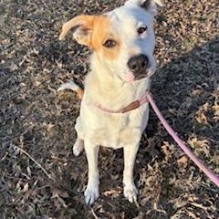 Chino Marino, Adoptable, Young Male Great Pyrenees & Yellow Labrador Retriever.