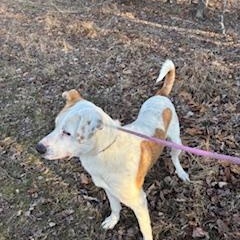 Enlarge Chino Marino, a Adoptable mixed breed in Medfield, MA image 3/5