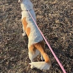 Chino Marino thumbnail 4