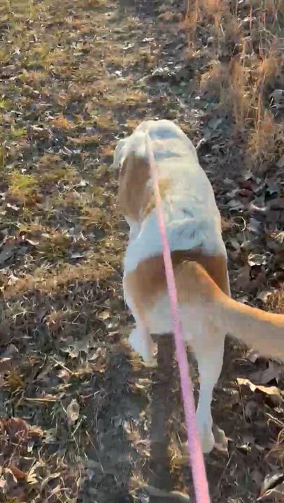 Enlarge Chino Marino, a Adoptable mixed breed in Medfield, MA video 5/5