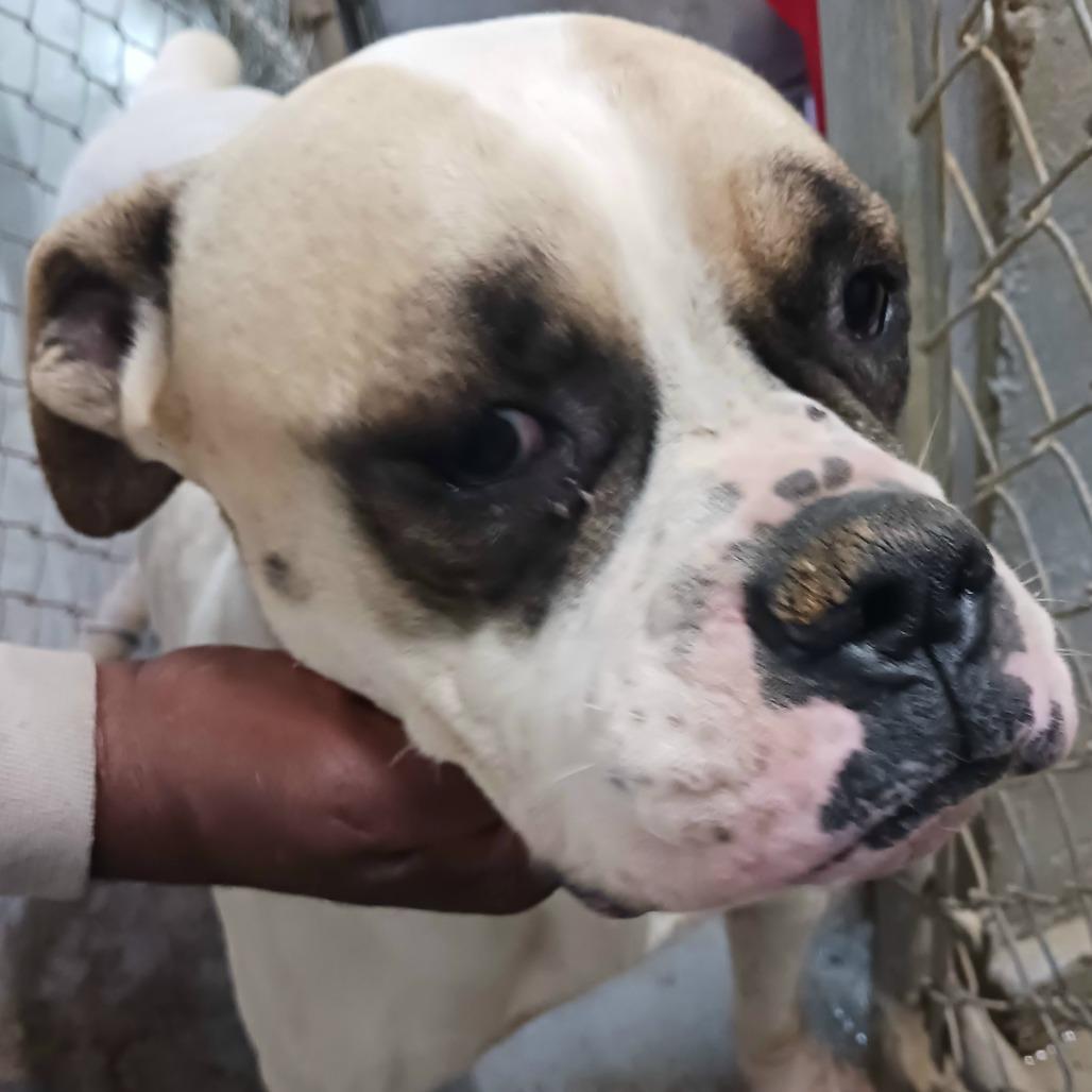 Sioux, Adoptable, Adult Female Mixed Breed & Boxer.