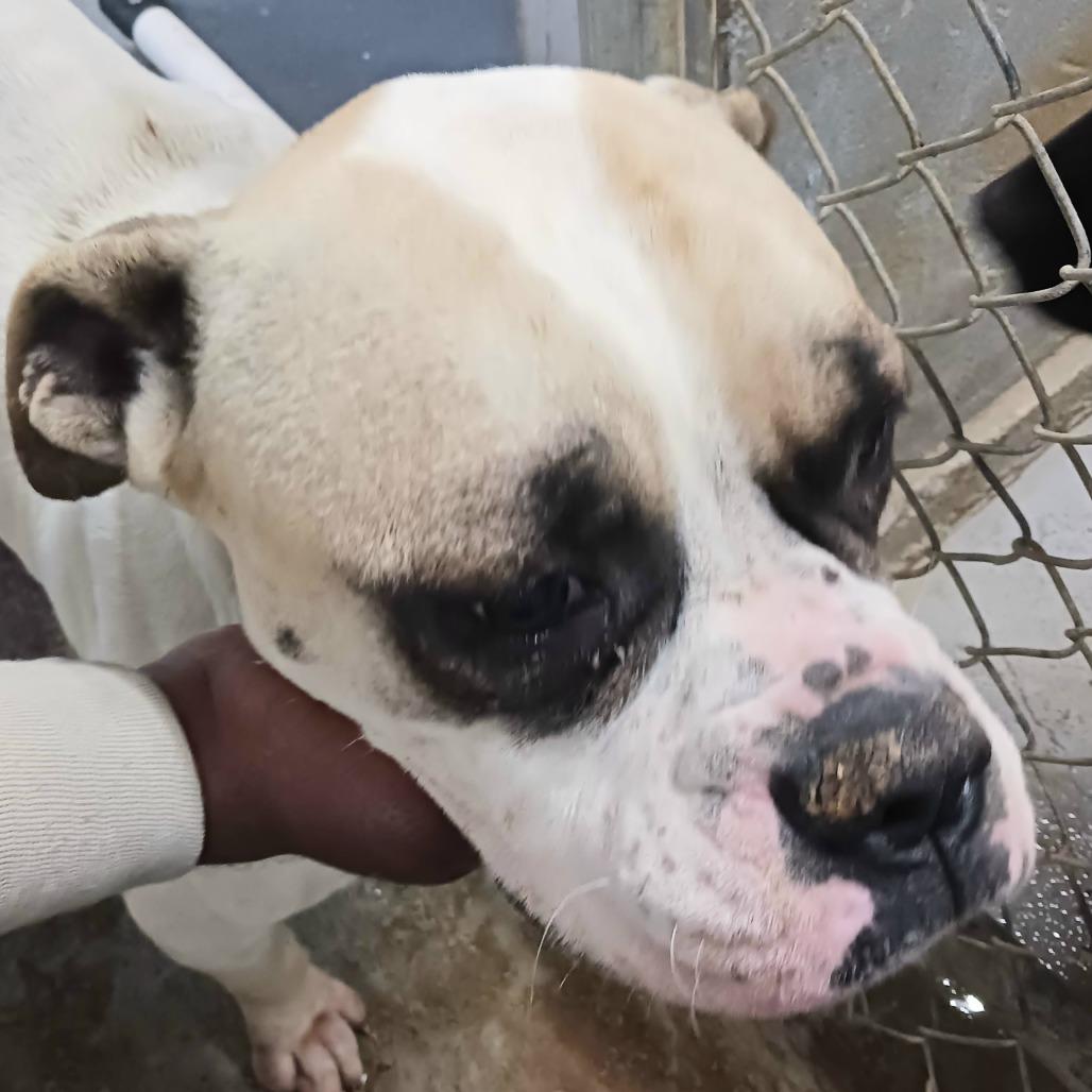 Enlarge Sioux, a Adoptable mixed breed in Sylvania, GA image 2/2