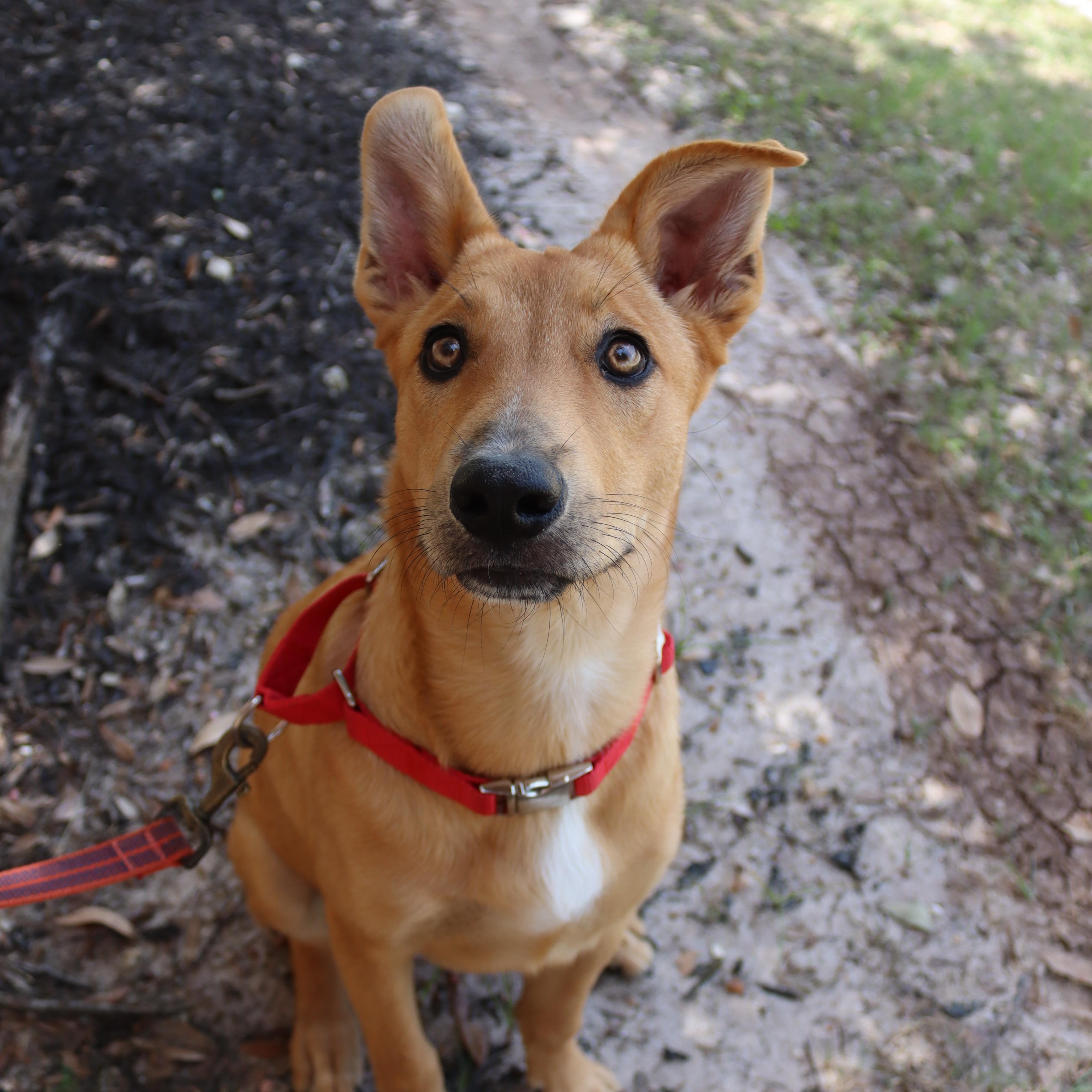 May, a Adoptable mixed breed in Bryan, TX image 2/6