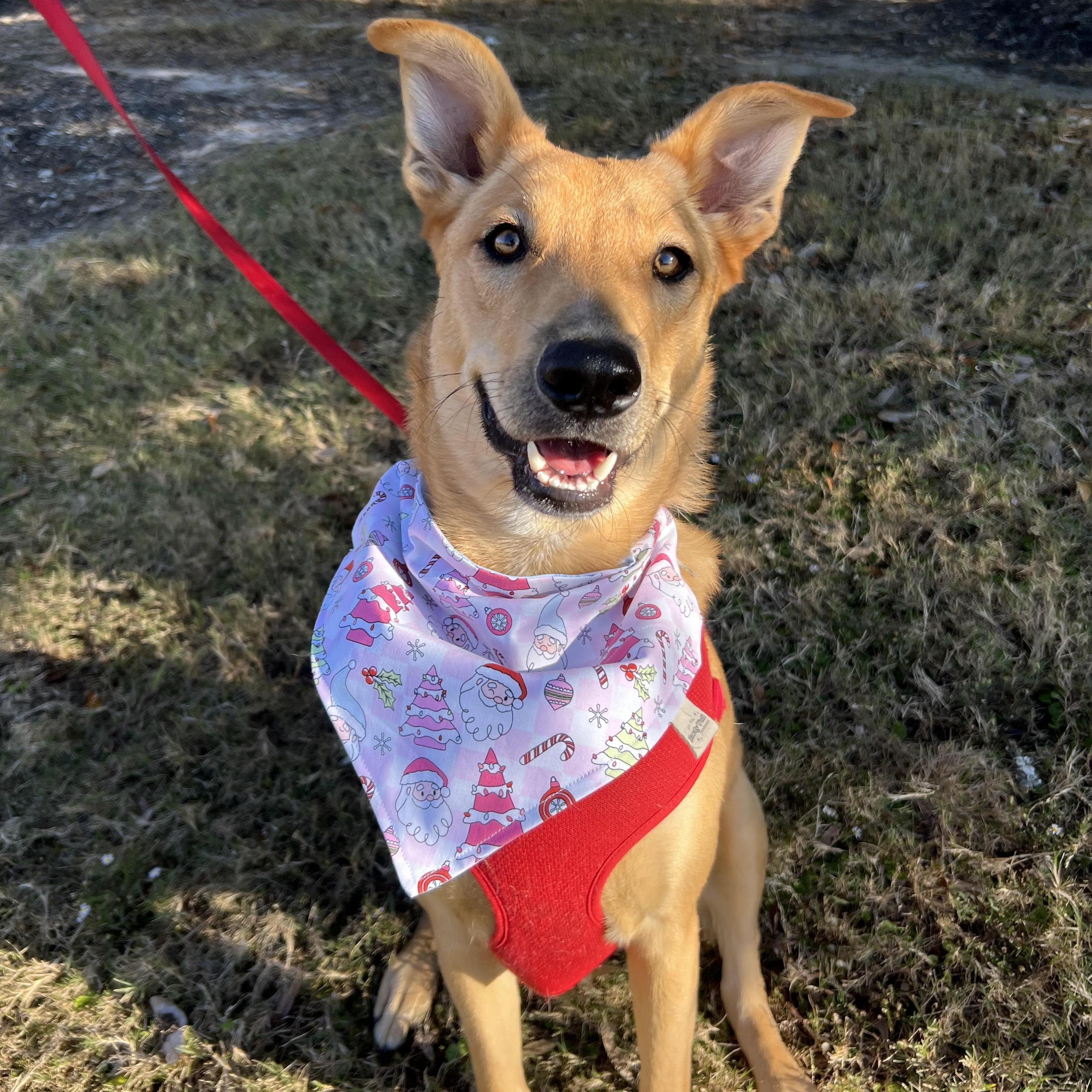 Enlarge May, a Adoptable mixed breed in Bryan, TX image 3/4