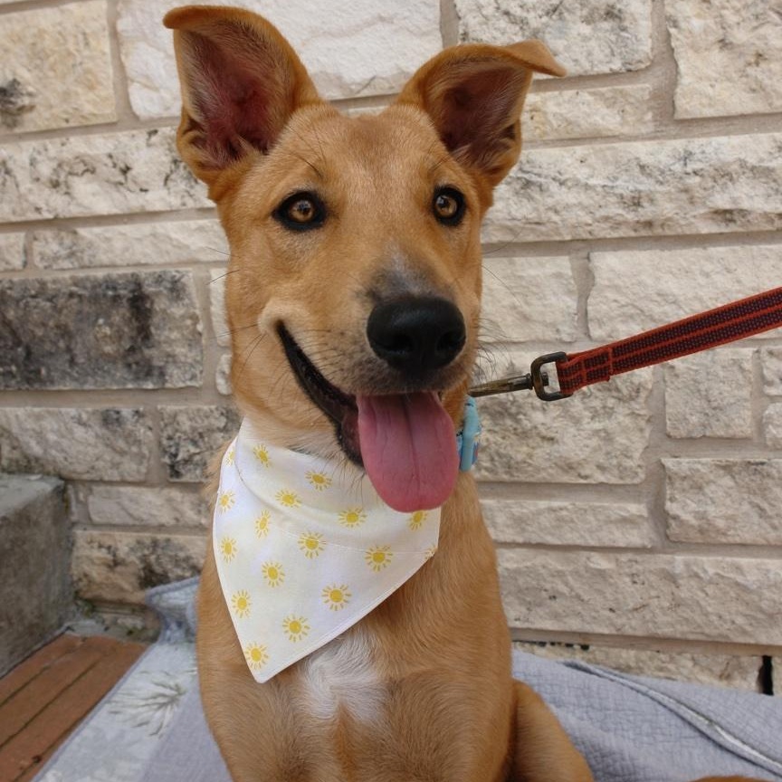 May, a Adoptable mixed breed in Bryan, TX image 3/6