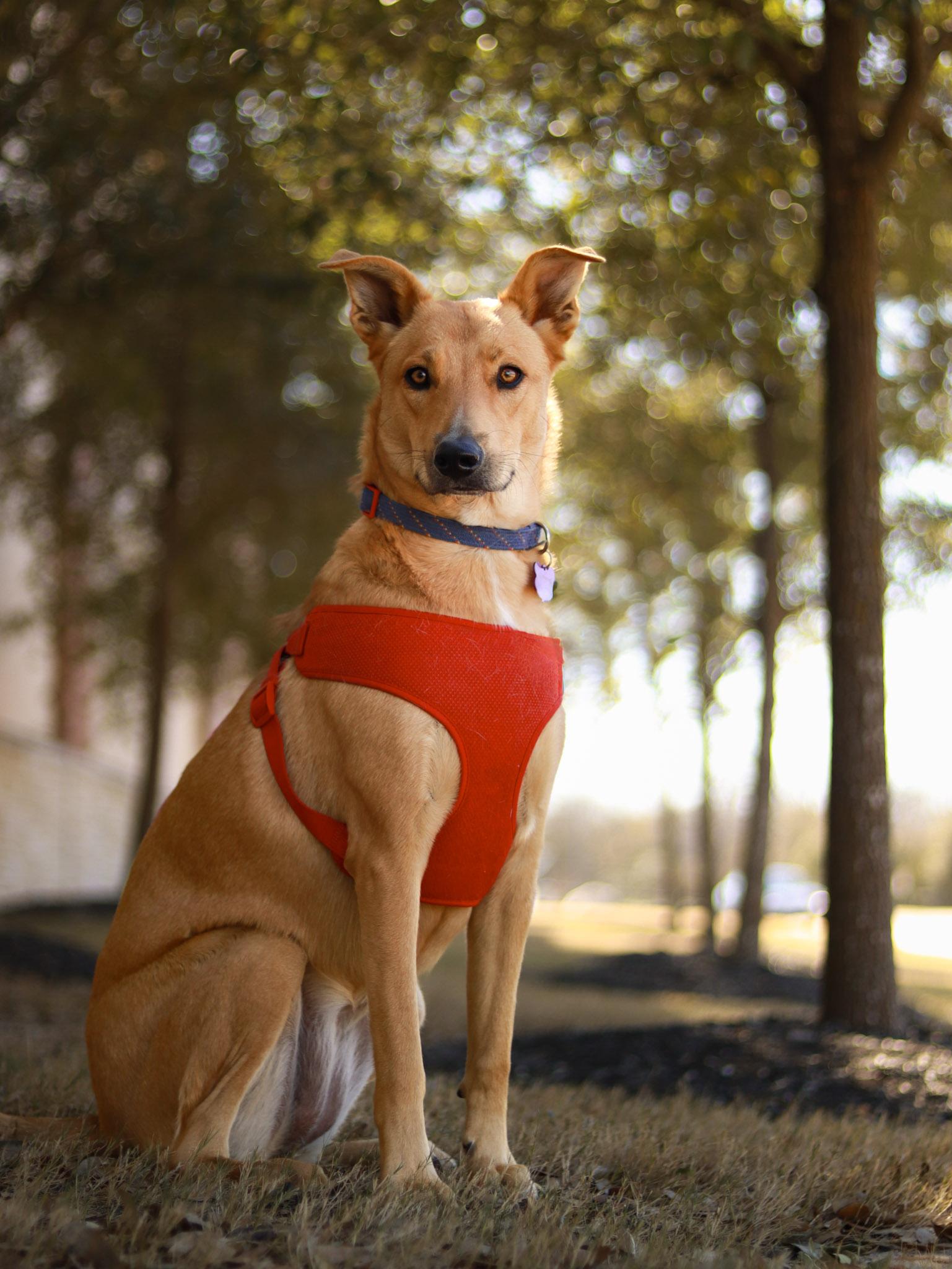 Enlarge May, a Adoptable mixed breed in Bryan, TX image 1/4