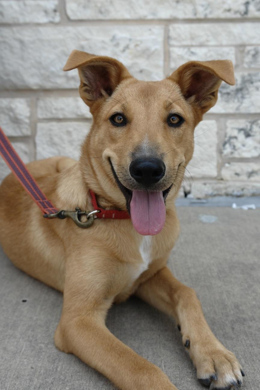 May, a Adoptable mixed breed in Bryan, TX image 1/6