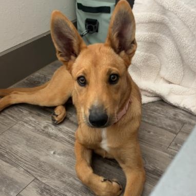 May, a Adoptable mixed breed in Bryan, TX image 5/6