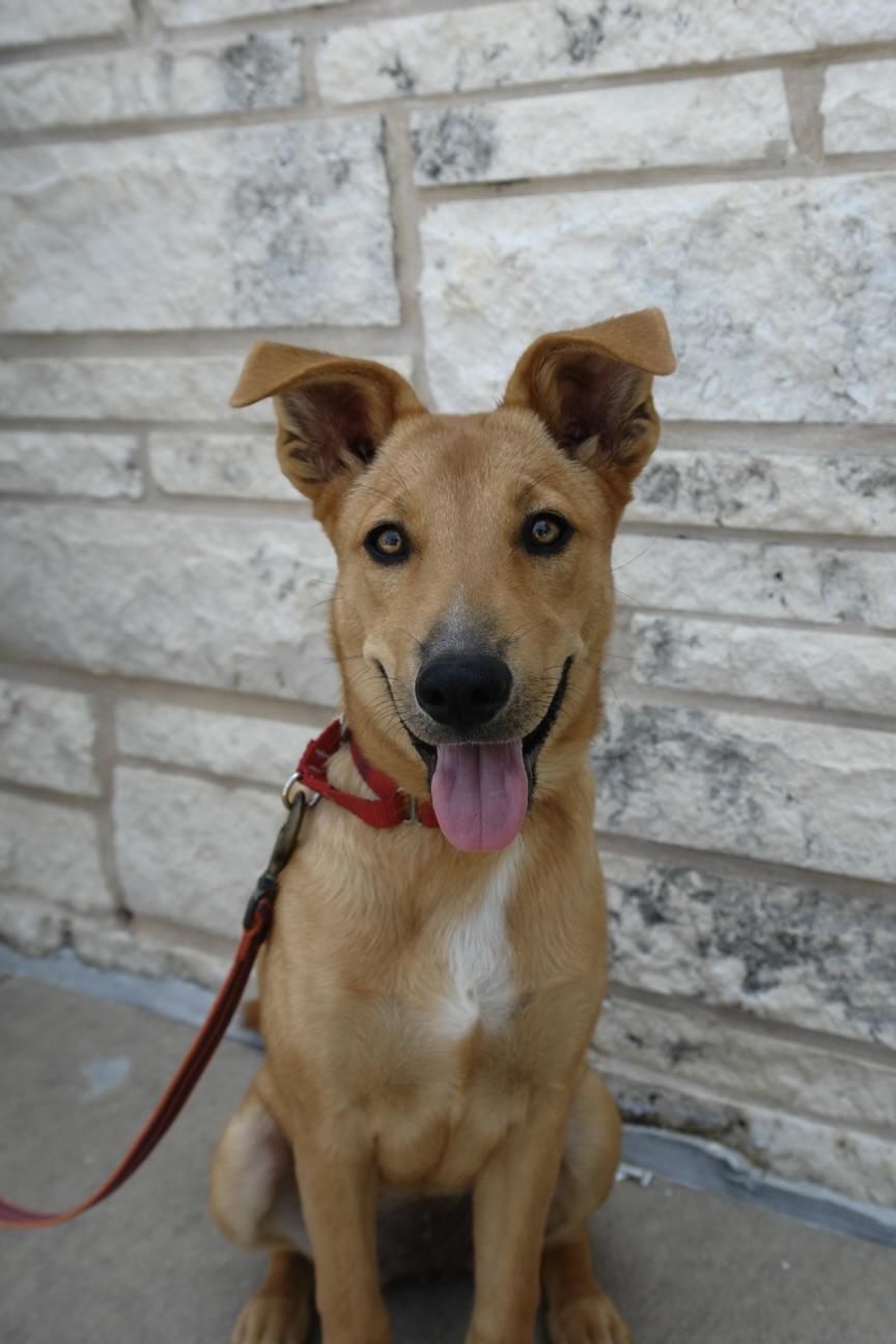 May, a Adoptable mixed breed in Bryan, TX image 4/6