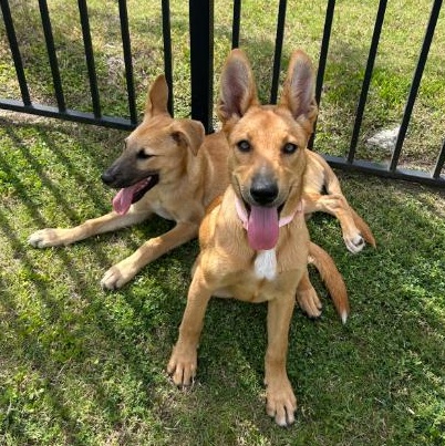 May, a Adoptable mixed breed in Bryan, TX image 6/6