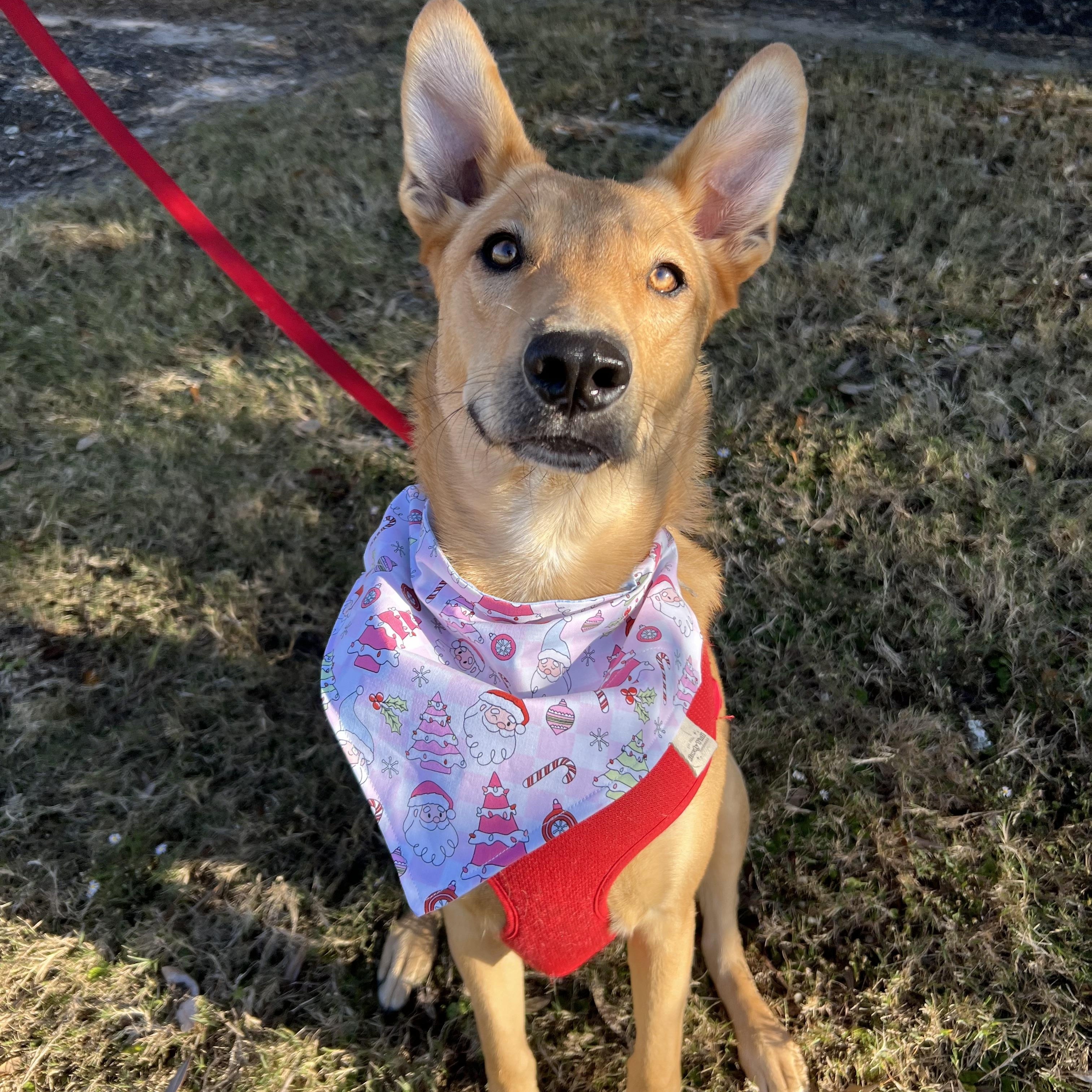 Enlarge May, a Adoptable mixed breed in Bryan, TX image 2/4