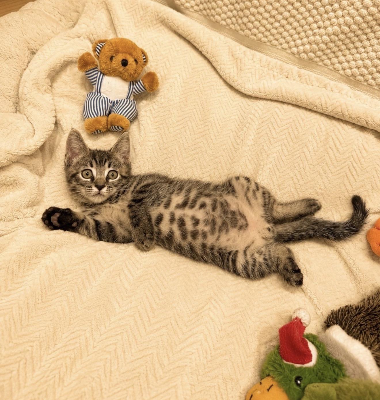 Enlarge Winnie Poo, an adopted American Shorthair in Springfield , MA image 5/5