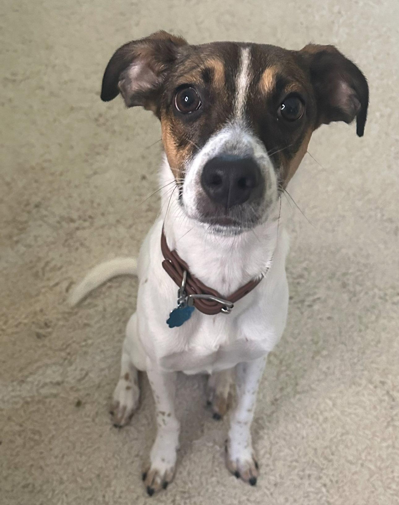Charlie, Adopted, Young Male Rat Terrier.