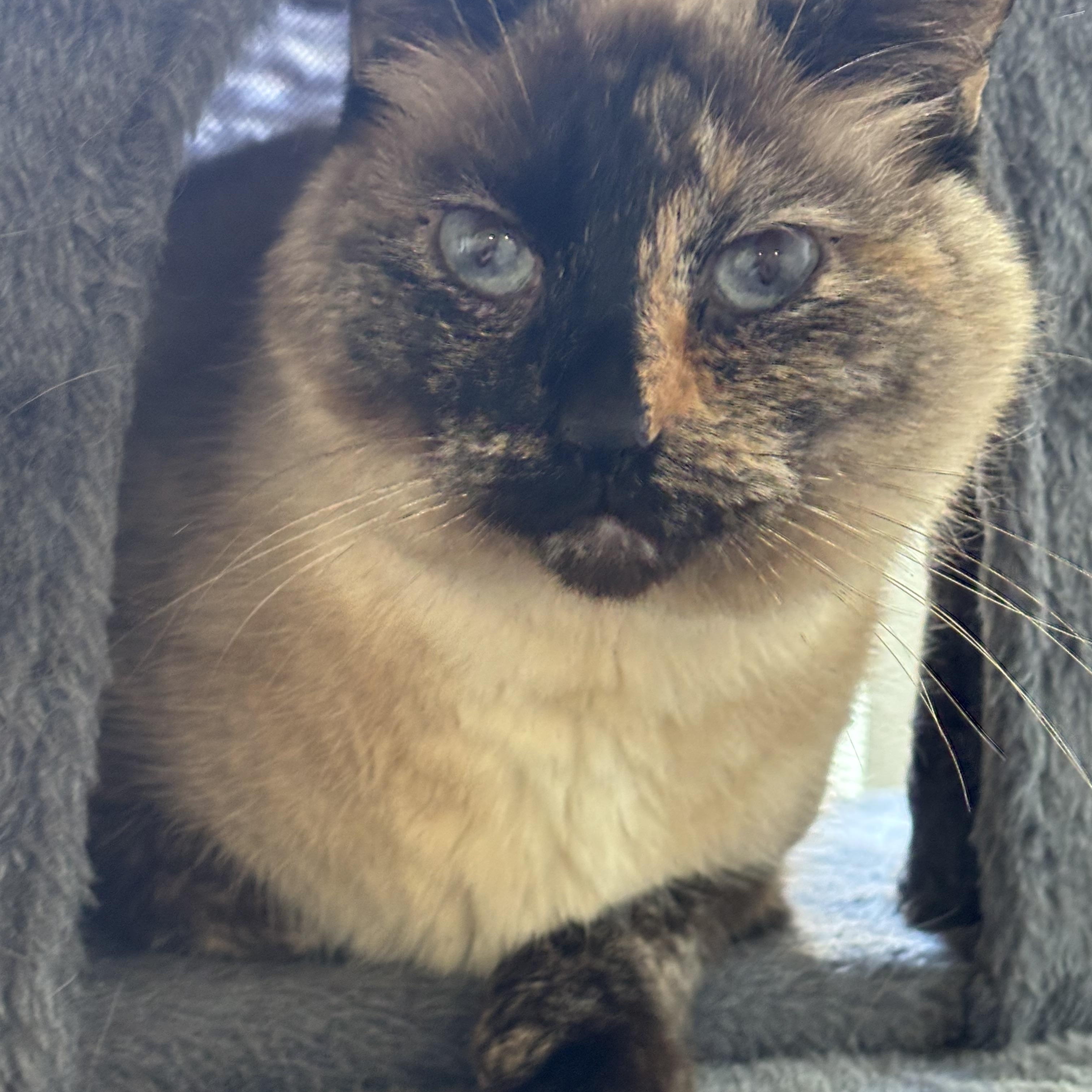 Serappi, an adoptable Snowshoe in Hopkinsville, KY, 42240 | Photo Image 1