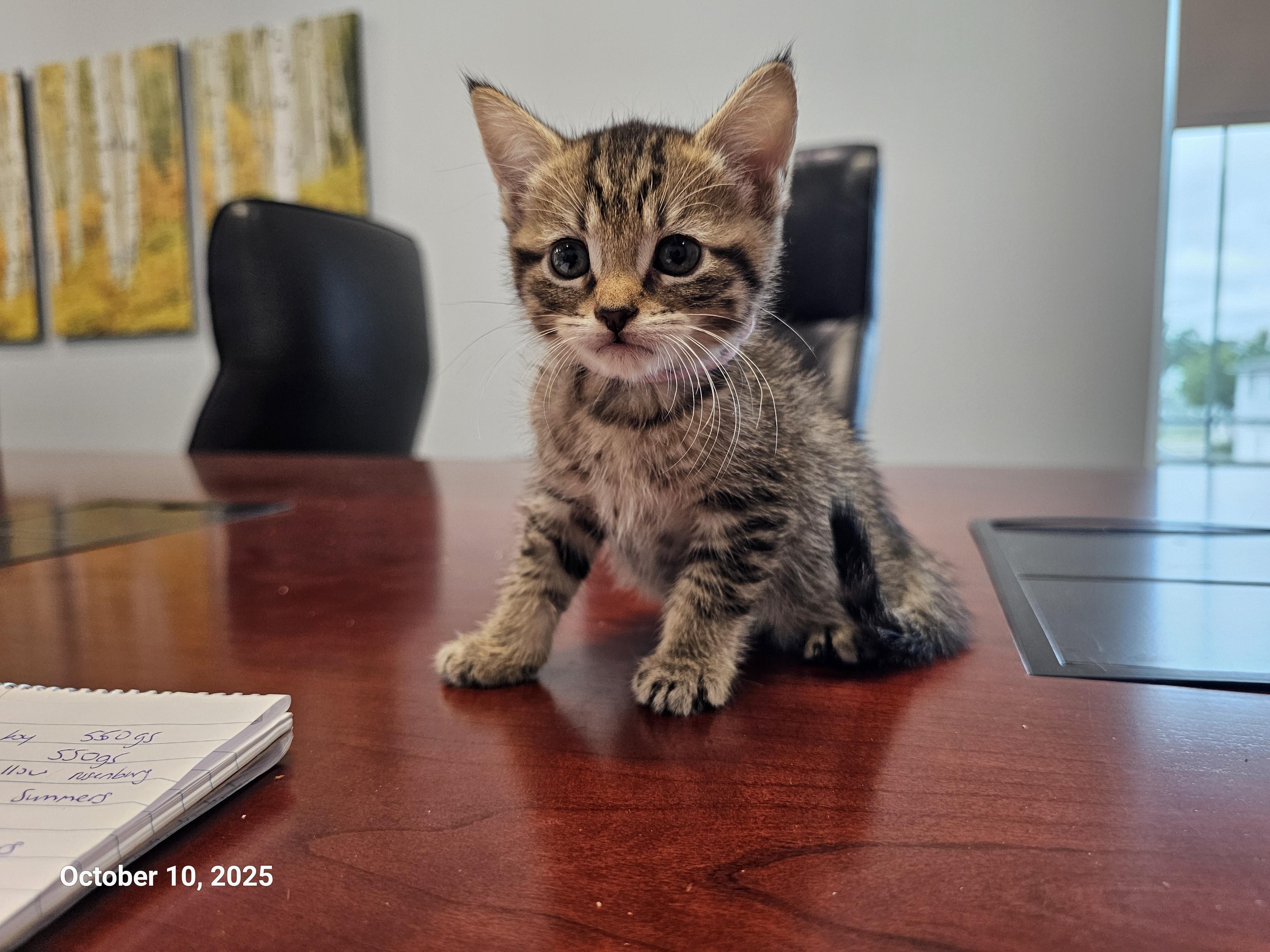 Barbara Maitland, Adopted, Young Female Domestic Short Hair.