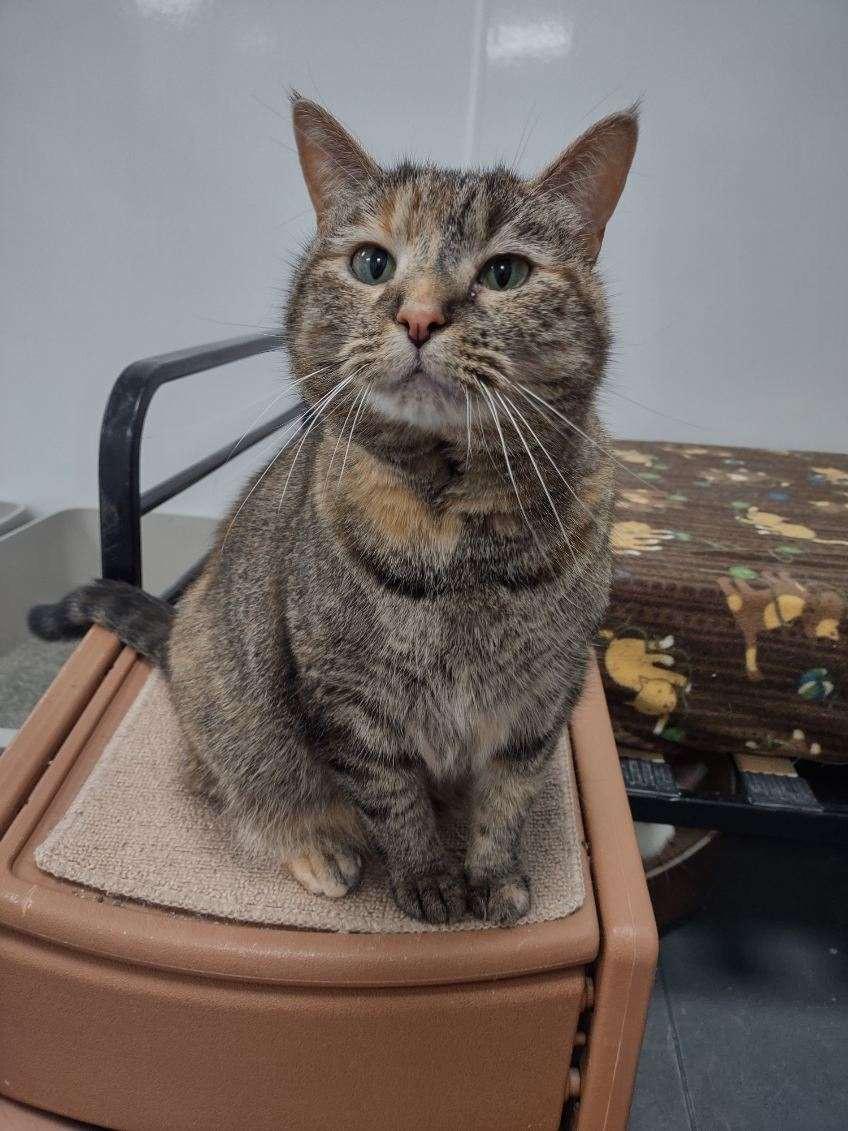 Enlarge Wednesday, a Adoptable Domestic Short Hair in Williamsport, PA image 1/1