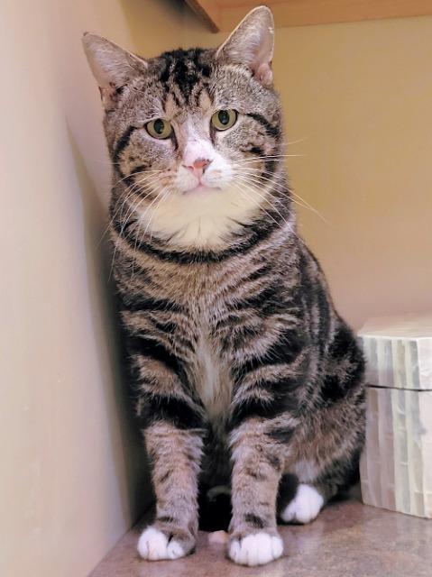 Enlarge Raikou, a Adoptable mixed breed in Cincinnati, OH image 1/6