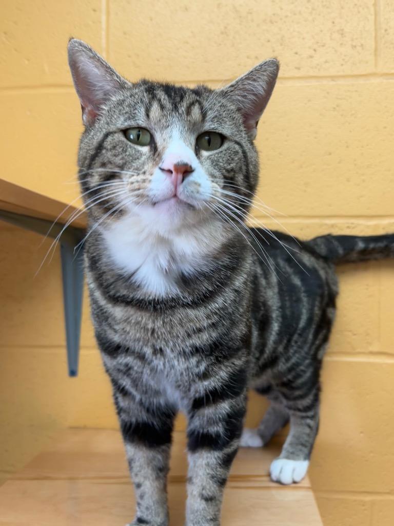 Enlarge Raikou, a Adoptable mixed breed in Cincinnati, OH image 2/6