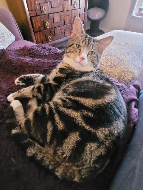 Enlarge Raikou, a Adoptable mixed breed in Cincinnati, OH image 3/6