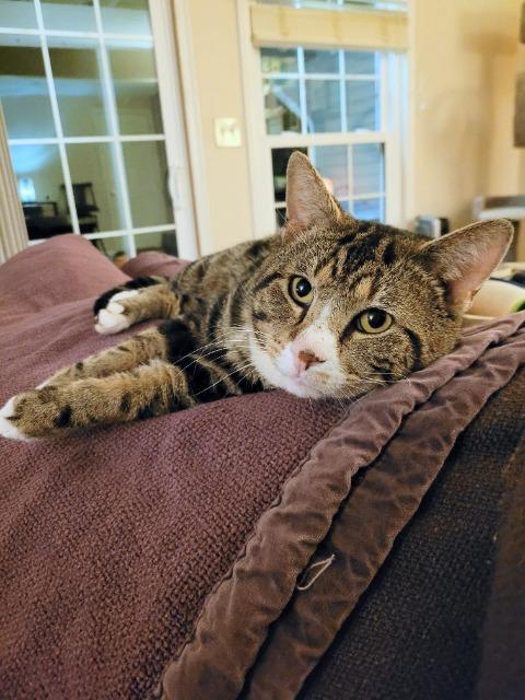 Enlarge Raikou, a Adoptable mixed breed in Cincinnati, OH image 4/6