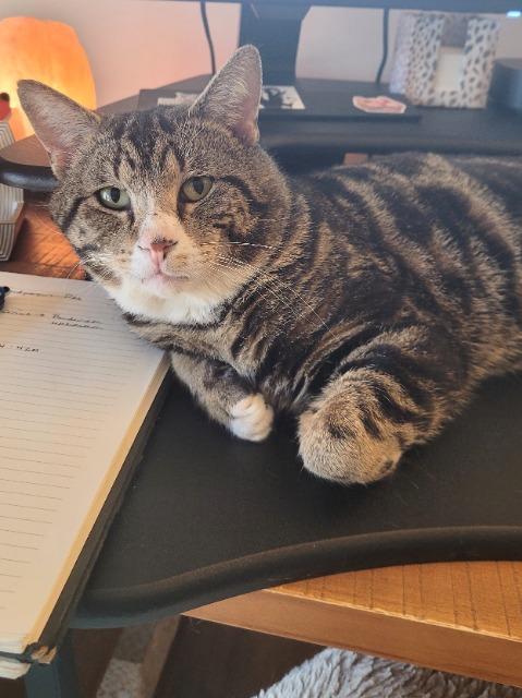 Enlarge Raikou, a Adoptable mixed breed in Cincinnati, OH image 5/6