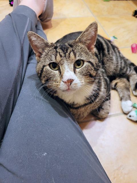 Enlarge Raikou, a Adoptable mixed breed in Cincinnati, OH image 6/6