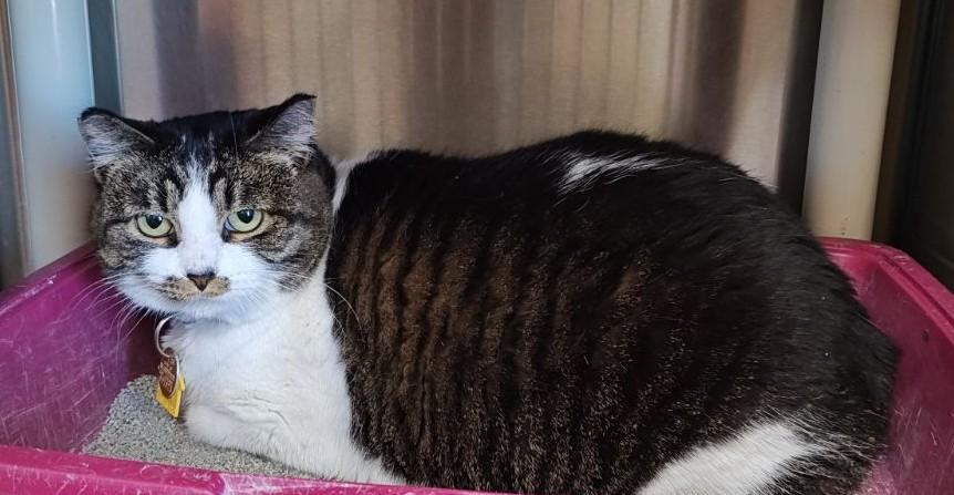 Megan, adoptable, Adult Female Domestic Short Hair & Manx.