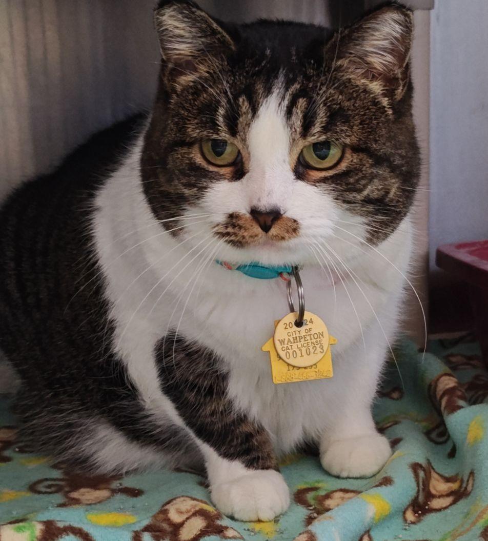 Megan, adoptable, Adult Female Domestic Short Hair & Manx.