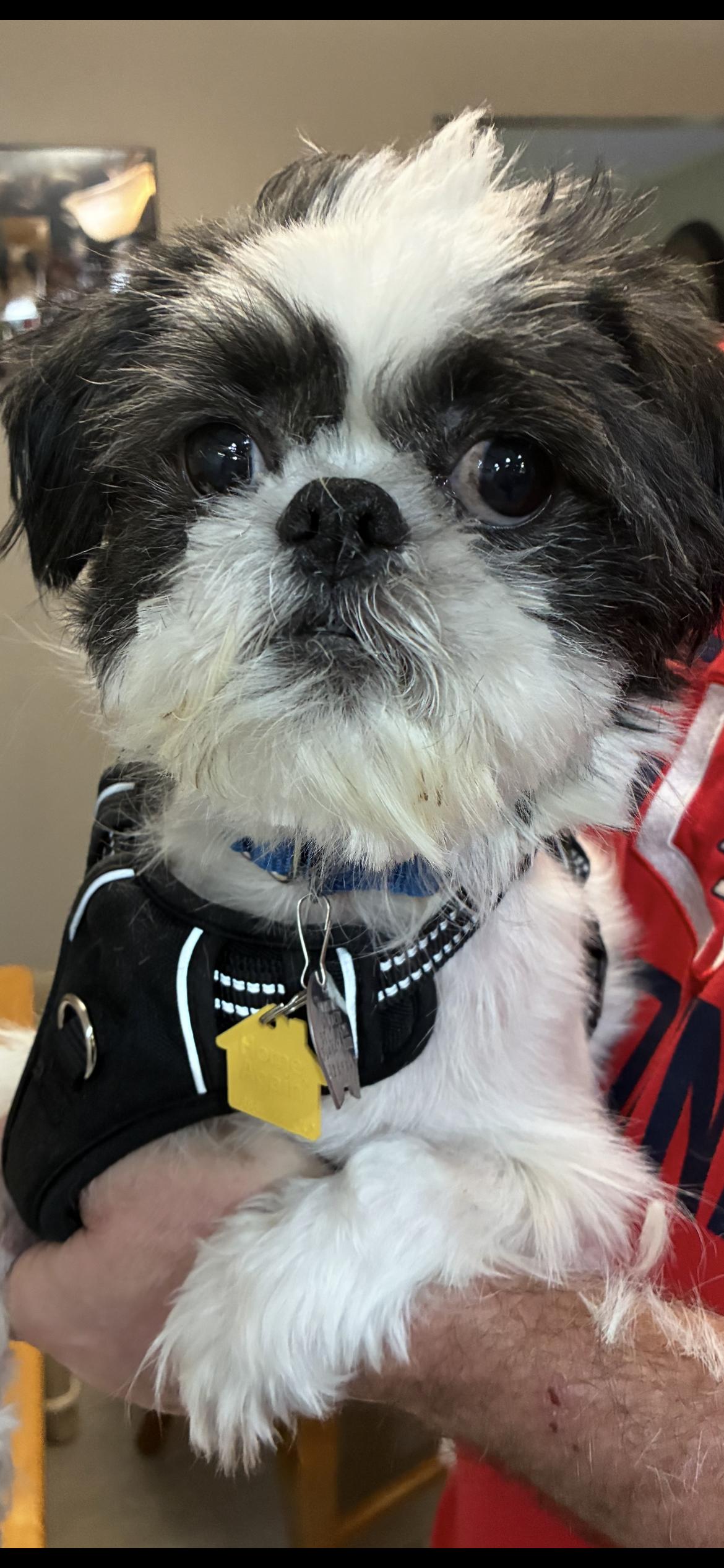 Enlarge Max , an adopted Shih Tzu in Saint Louis, MO image 2/2