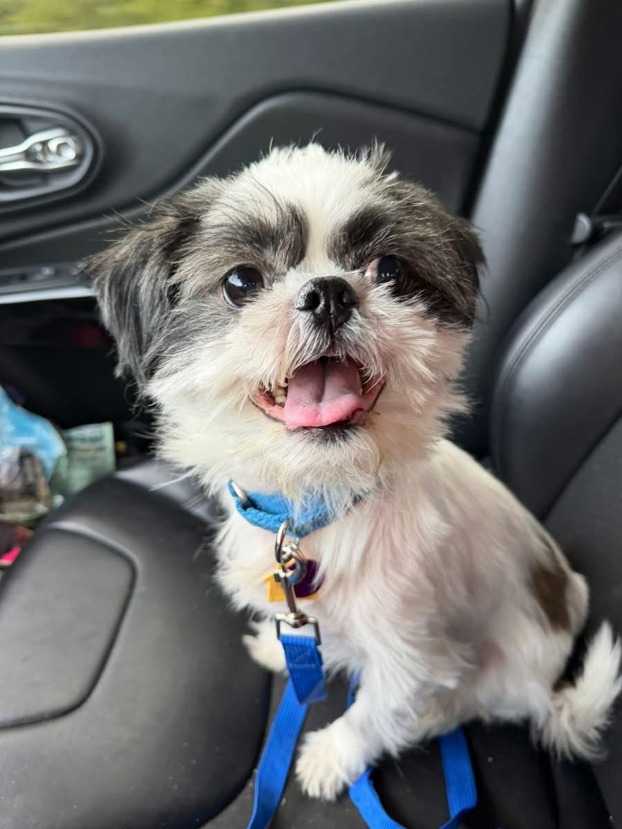Max , adopted, Adult Male Shih Tzu.
