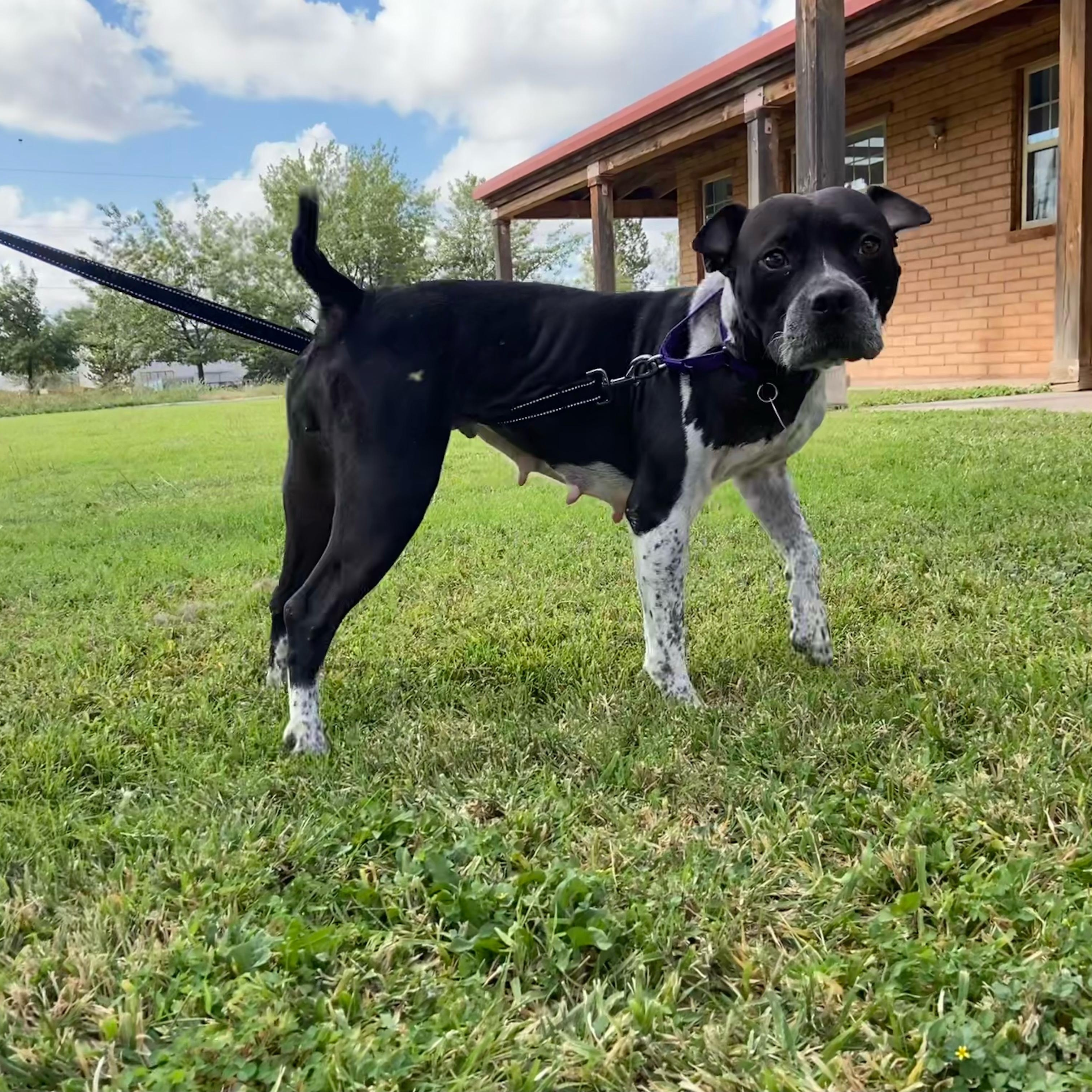 Cedar, an adoptable Pit Bull Terrier in Marfa, TX, 79843 | Photo Image 4