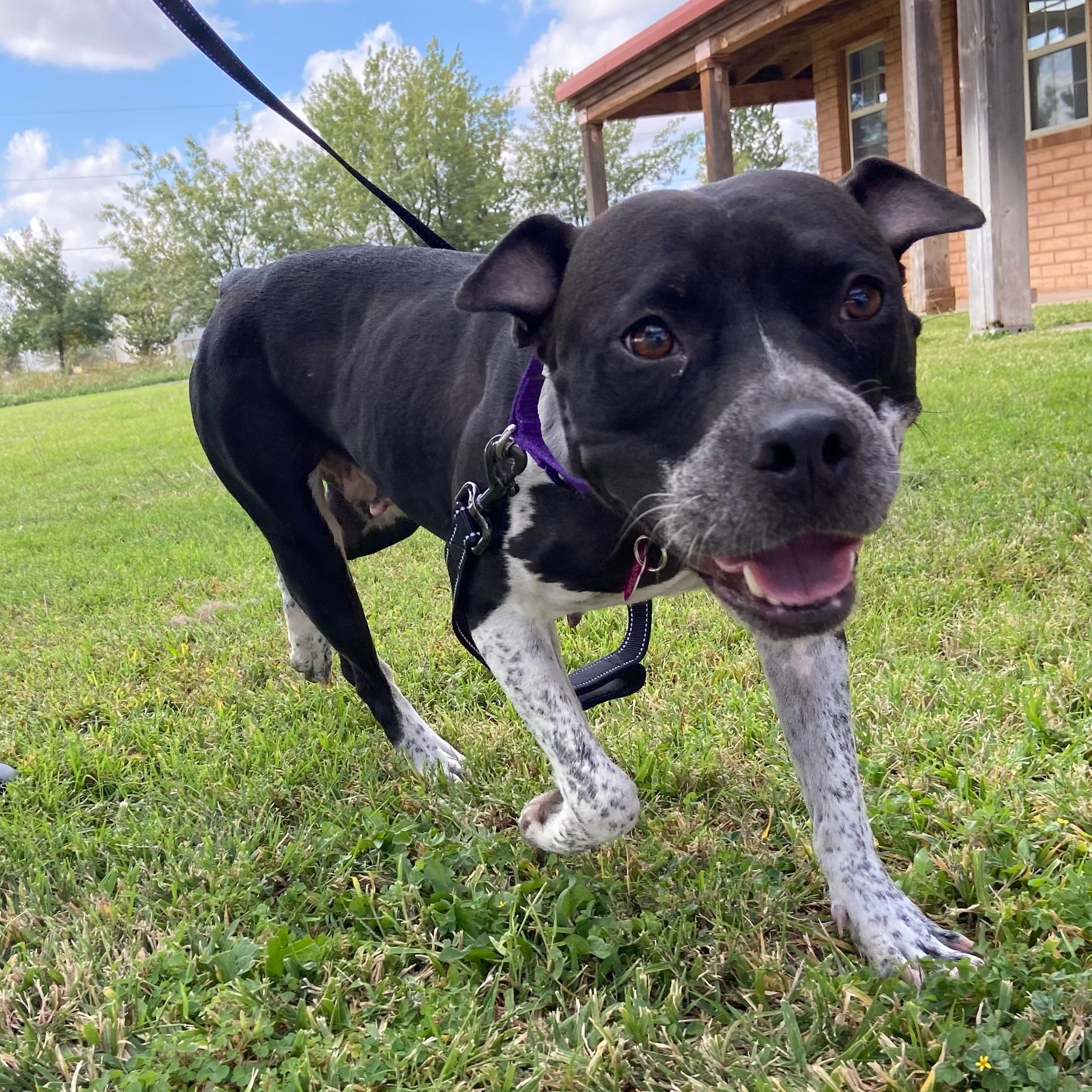 Cedar, an adoptable Pit Bull Terrier in Marfa, TX, 79843 | Photo Image 3