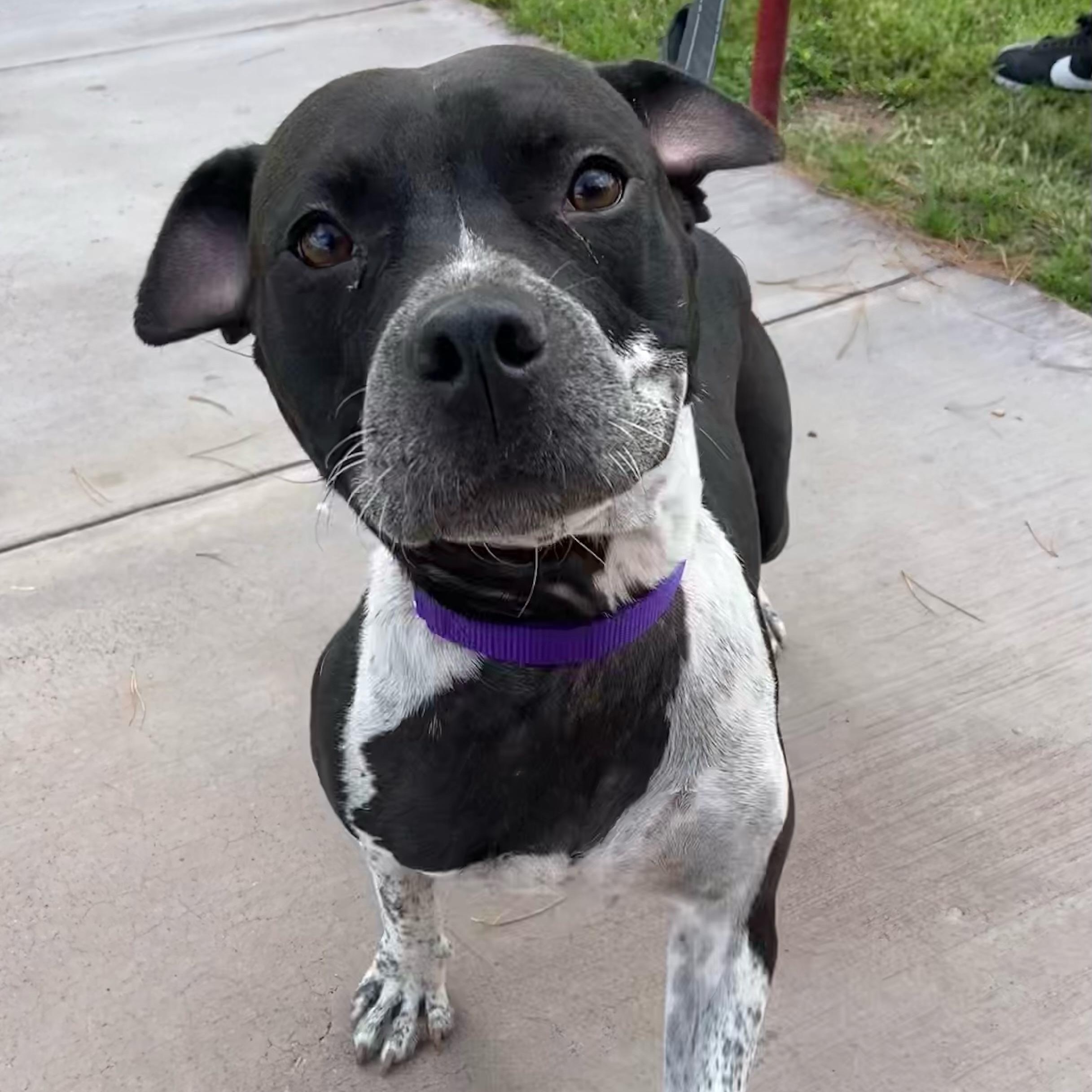 Cedar, an adoptable Pit Bull Terrier in Marfa, TX, 79843 | Photo Image 1