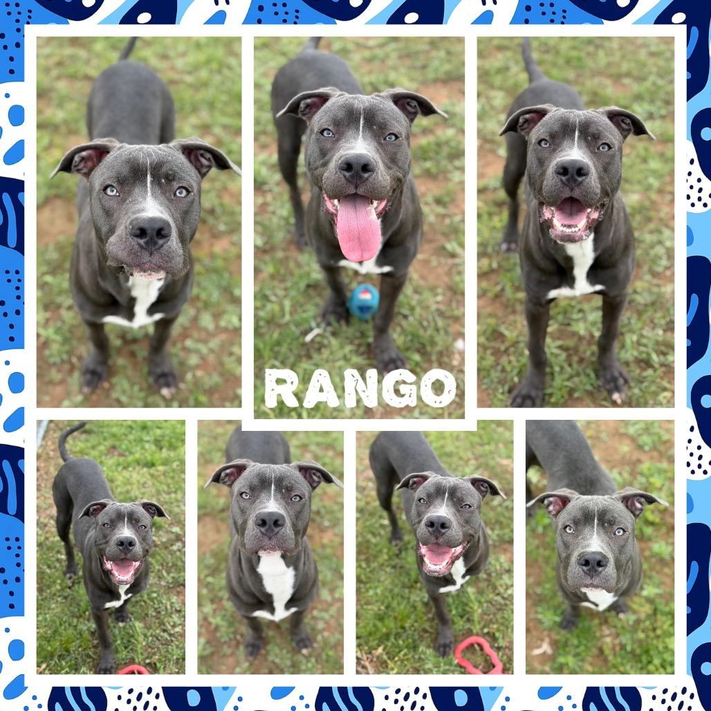 Rango photo