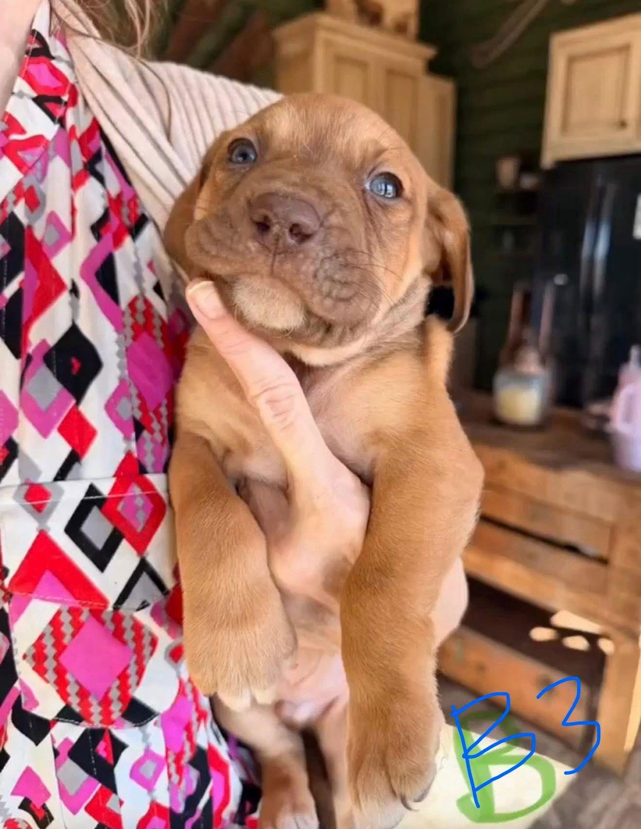 TheSituation, Adoptable, Puppy Male Mastiff.