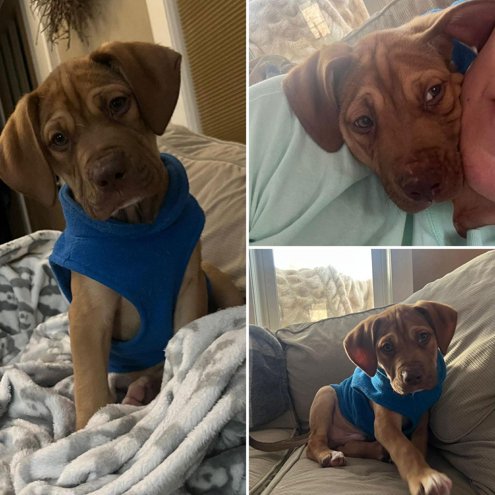 TheSituation, a Adoptable Mastiff in Duluth, MN image 2/2