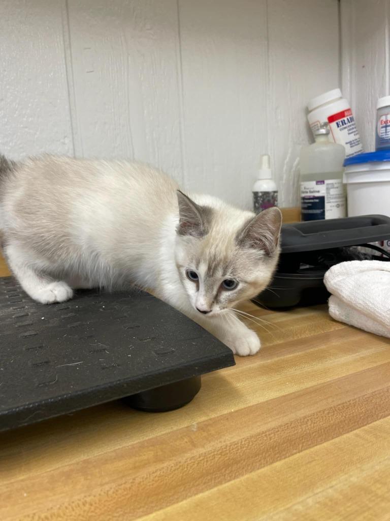 Enlarge Luciana, a Adoptable Siamese in Fort Stockton, TX image 1/1