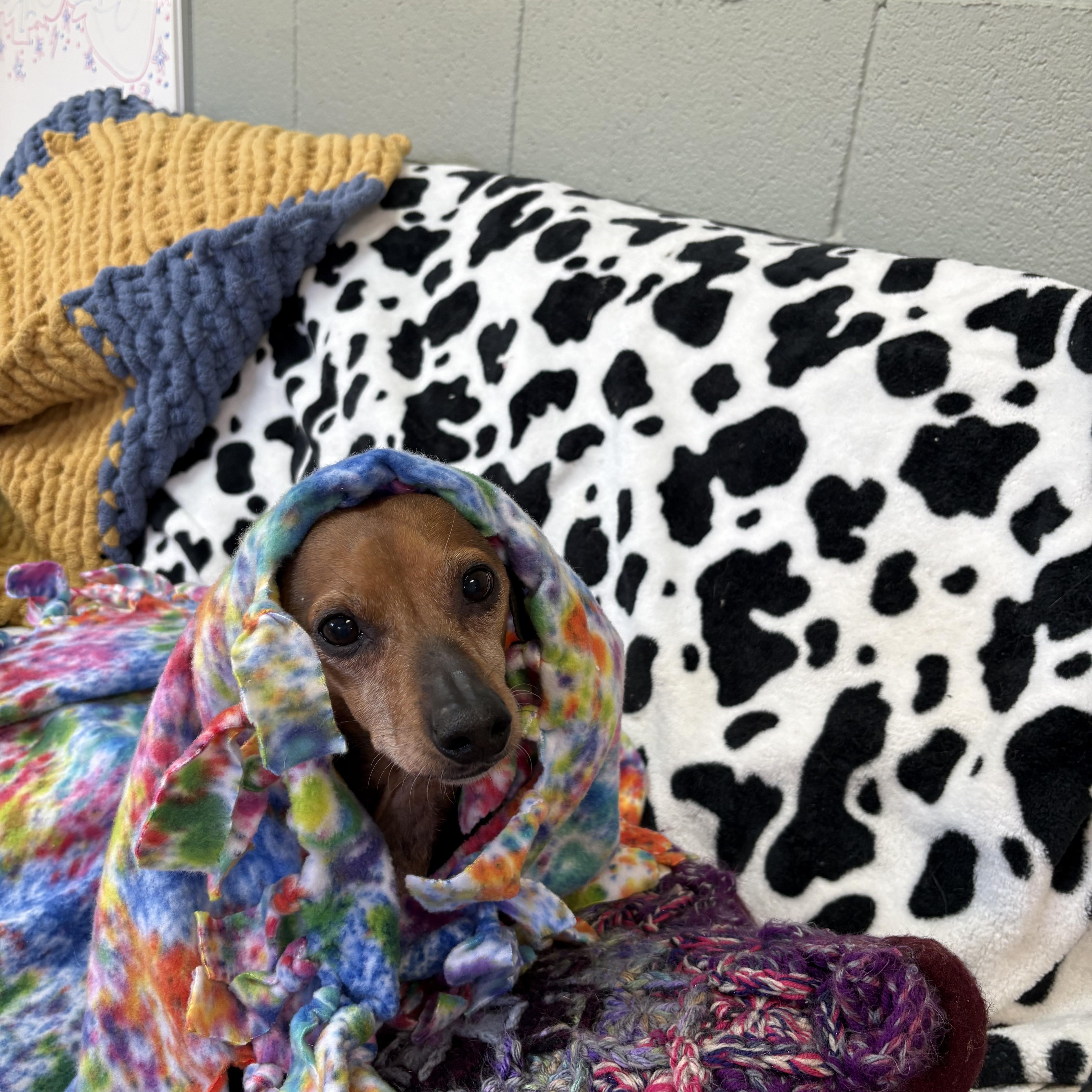 Enlarge Oscar, a ADOPTABLE mixed breed in Wilder, KY image 2/4