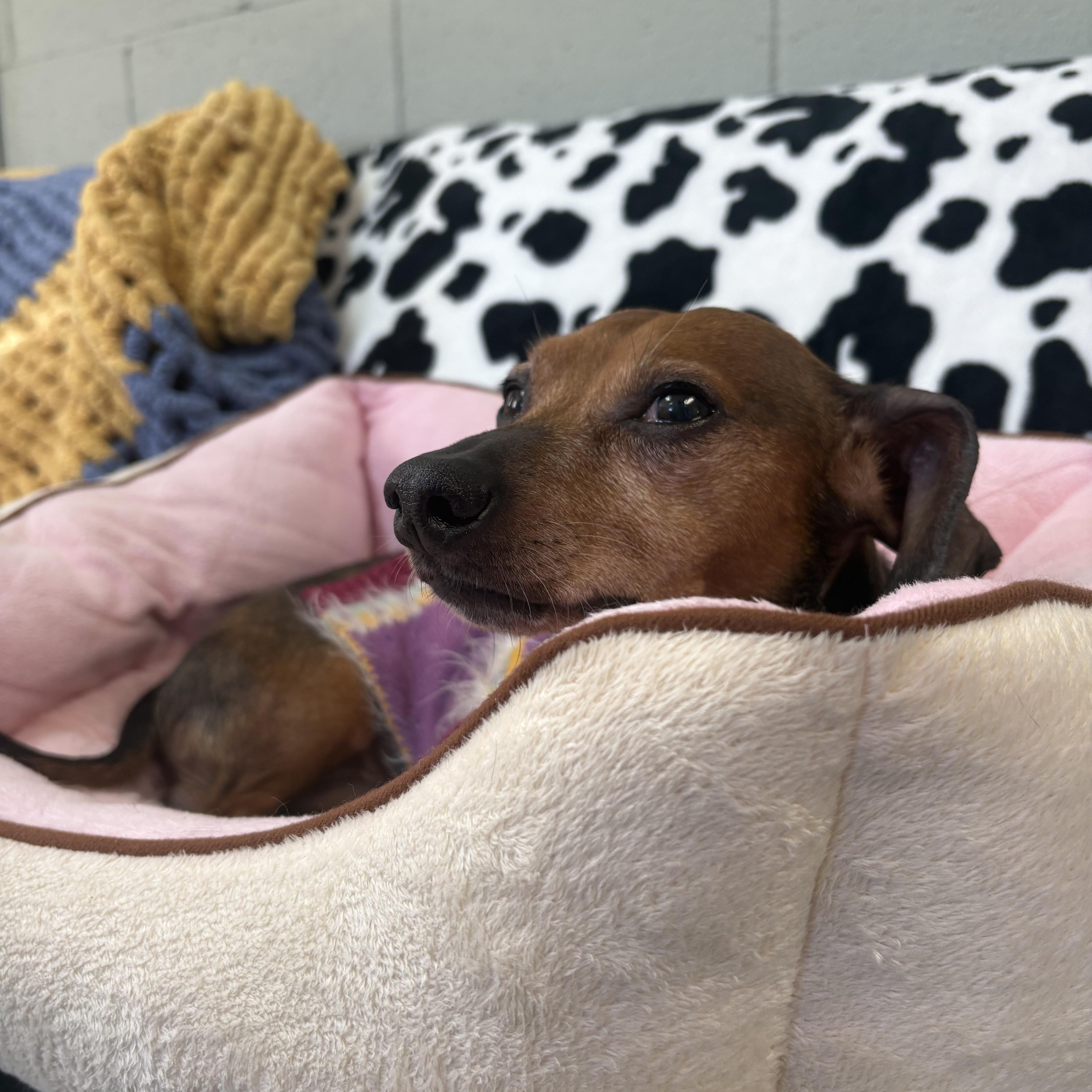 Enlarge Oscar, a ADOPTABLE mixed breed in Wilder, KY image 4/4