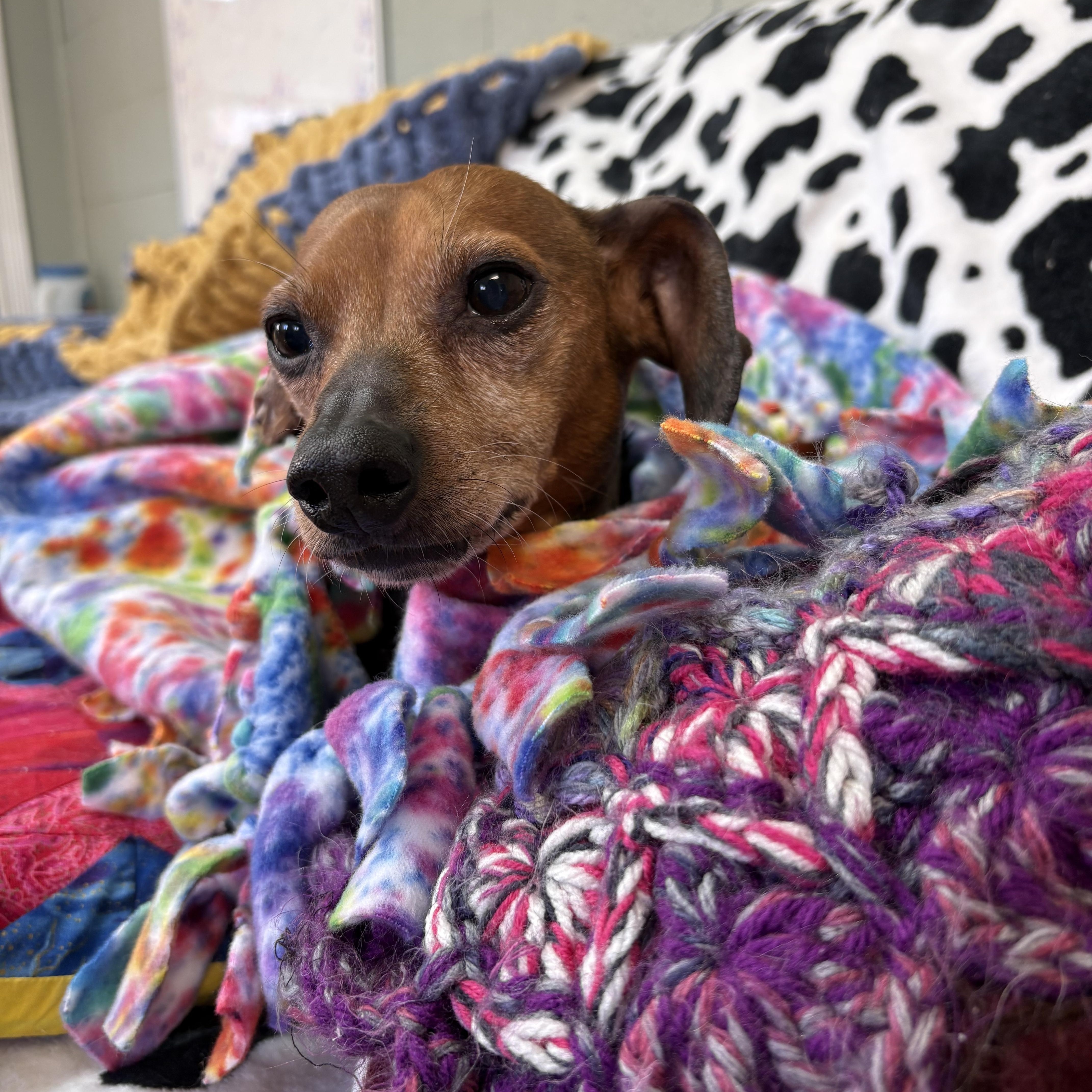 Oscar, ADOPTABLE, Senior Male Dachshund & Chihuahua.