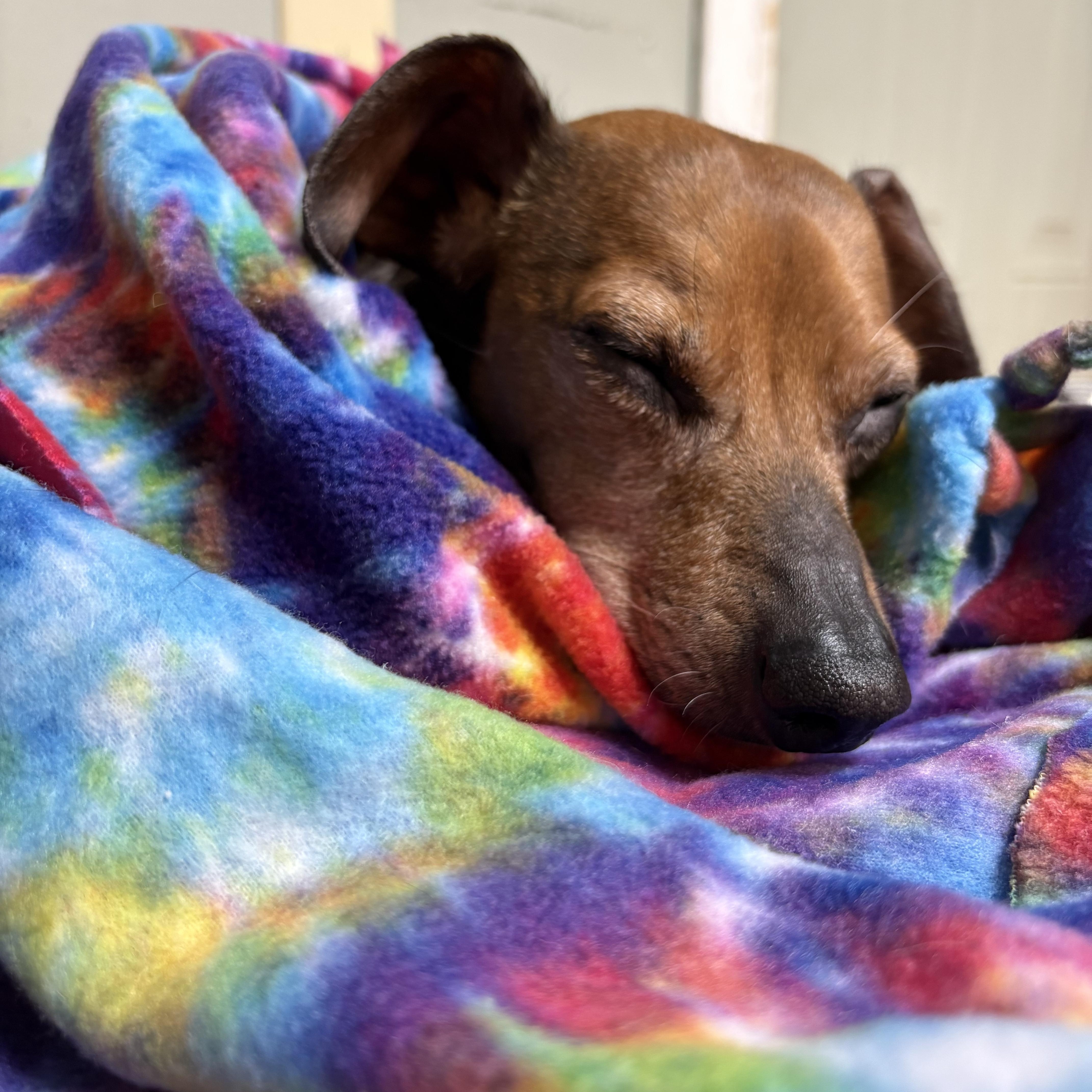 Enlarge Oscar, a ADOPTABLE mixed breed in Wilder, KY image 3/4