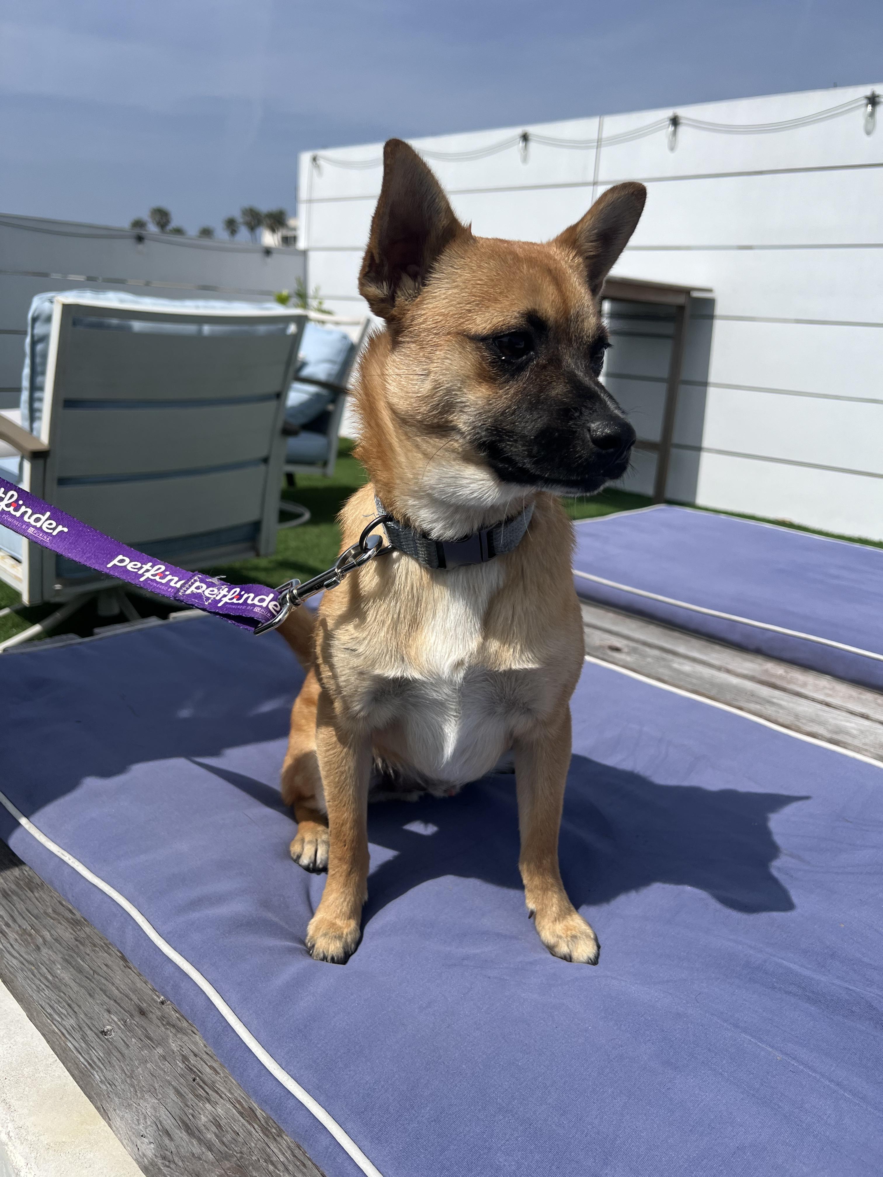 Enlarge Drew, a ADOPTABLE mixed breed in West Hollywood, CA image 2/4