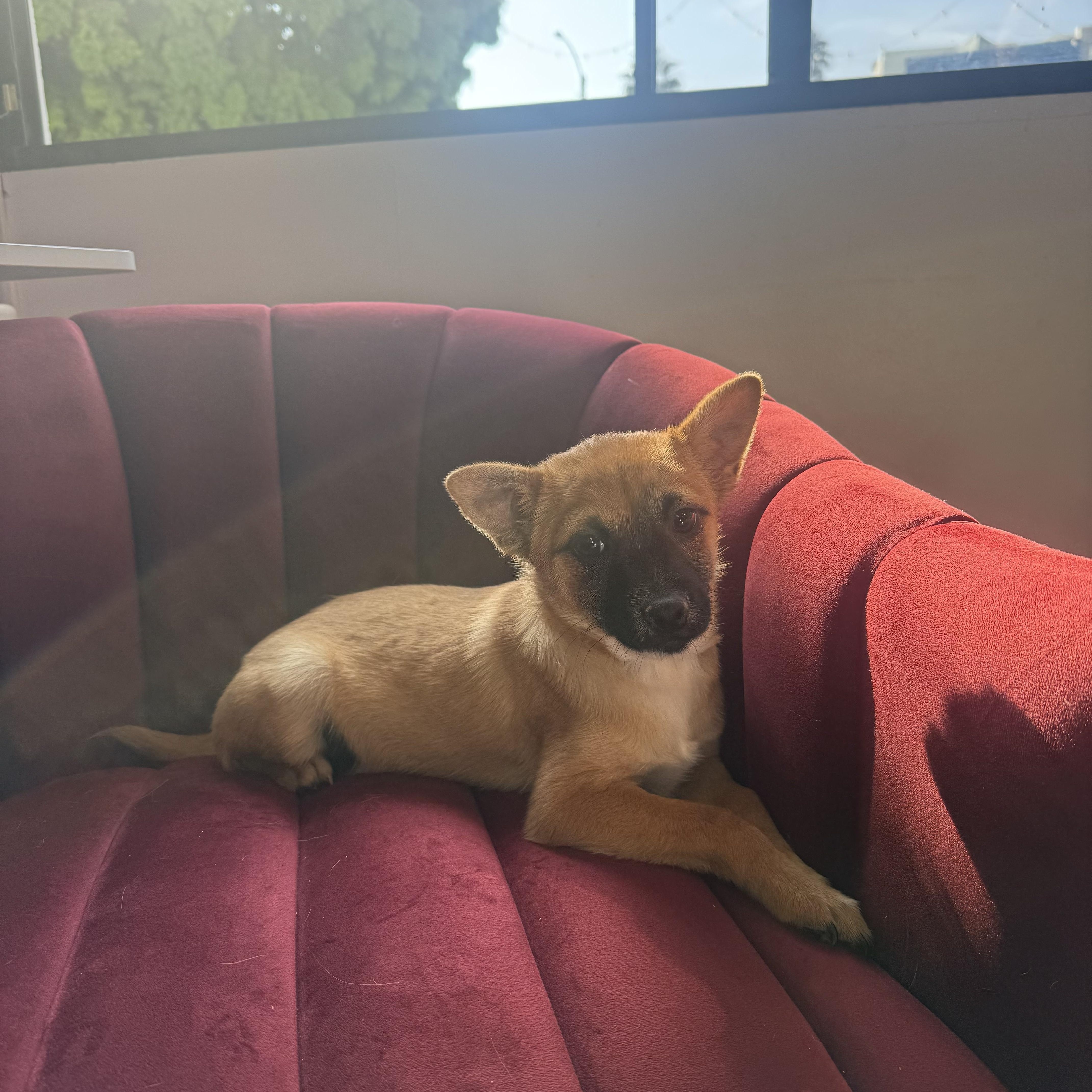 Enlarge Drew, a ADOPTABLE mixed breed in West Hollywood, CA image 1/3