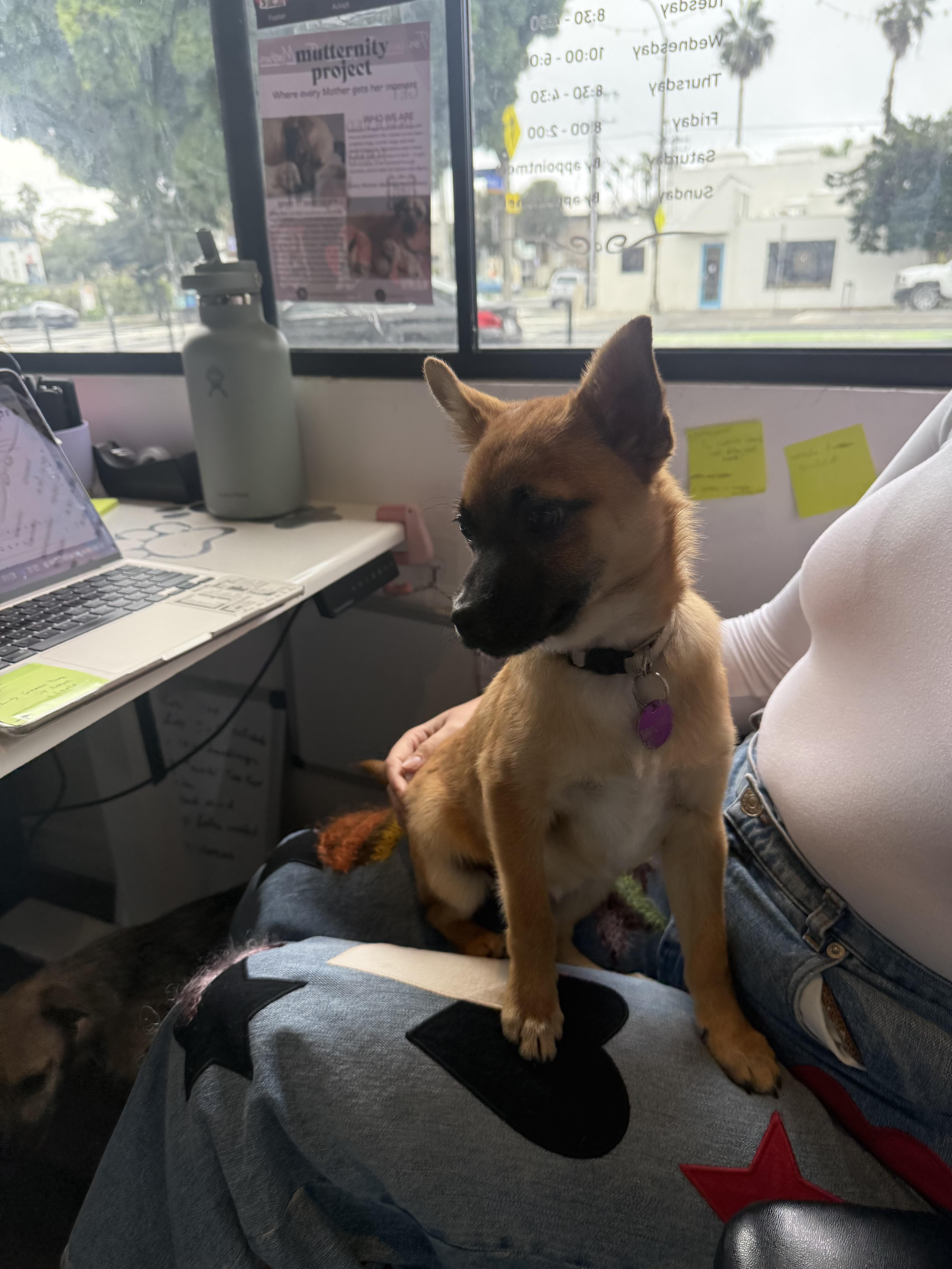 Enlarge Drew, a ADOPTABLE mixed breed in West Hollywood, CA image 2/3