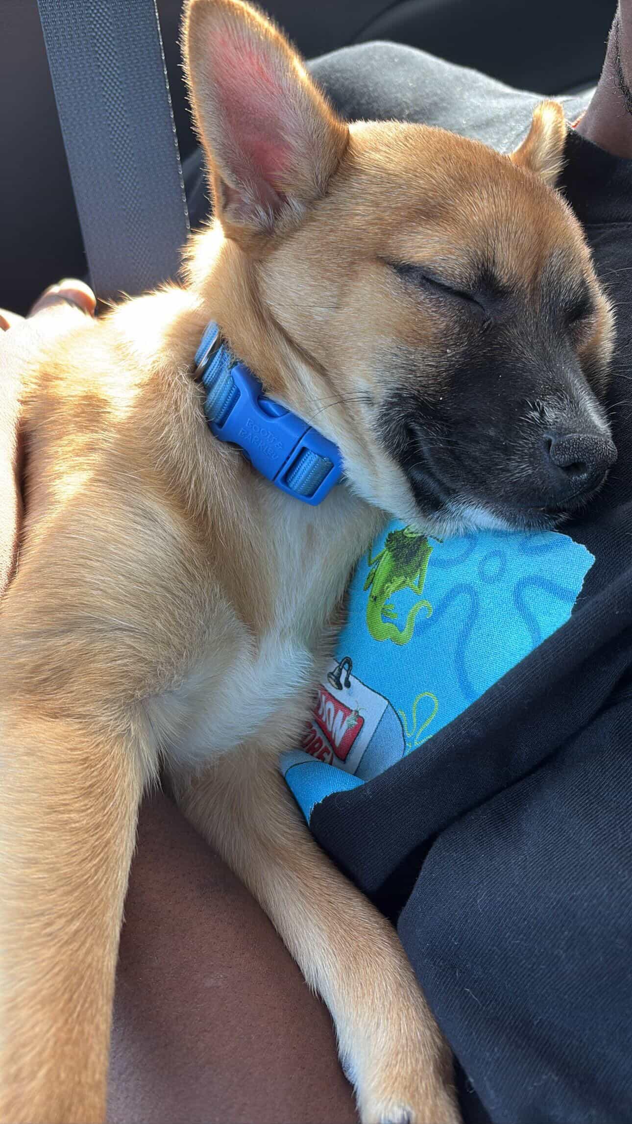 Enlarge Drew, a ADOPTABLE mixed breed in West Hollywood, CA image 3/4