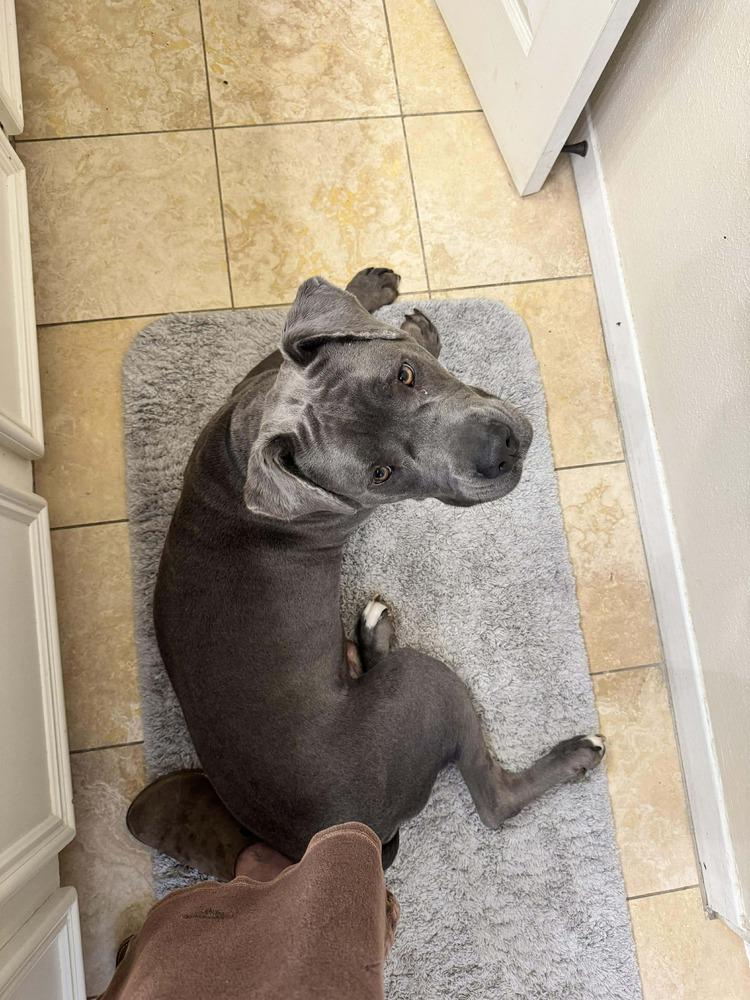 Langley, a Adoptable mixed breed in Saugus, MA image 1/6