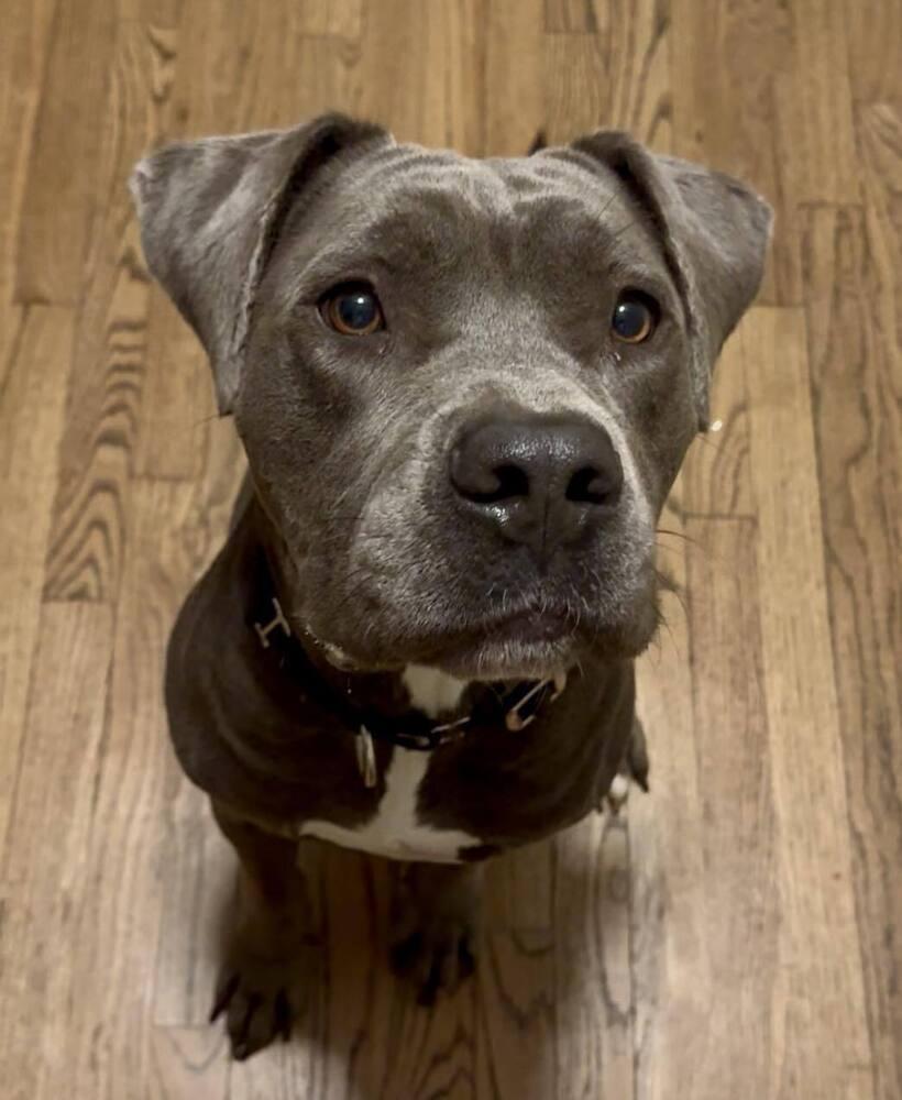 Langley, a Adoptable mixed breed in Saugus, MA image 2/6