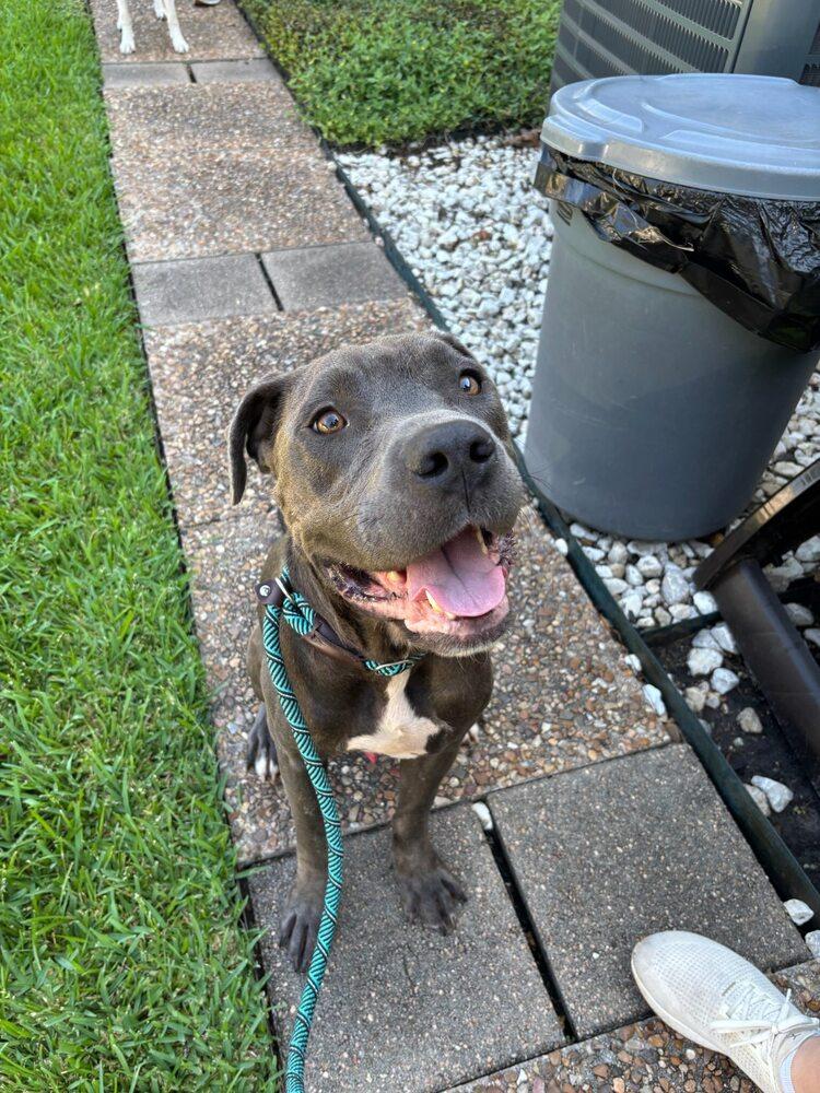 Langley, a Adoptable mixed breed in Saugus, MA image 3/6