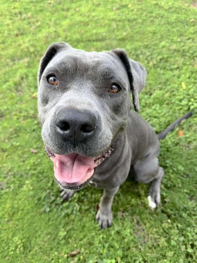 Langley, a Adoptable mixed breed in Saugus, MA image 4/6